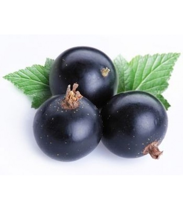 Blackcurrant